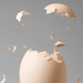 Feeding Eggshells to Chickens? Image